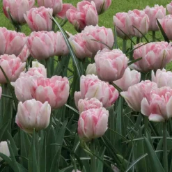 10 Tulipes à fleur de pivoine Foxtrot - Des fleurs doubles au jardin