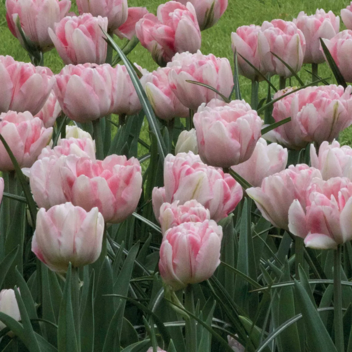 10 Tulipes à fleur de pivoine Foxtrot - Des fleurs doubles au jardin