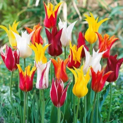 25 Tulipes à fleurs de lis en mélange - Des fleurs élégantes au jardin