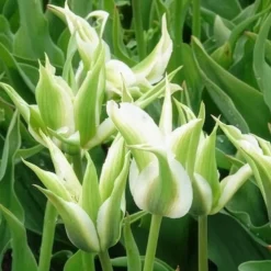10 Tulipes à fleurs de lis Greenstar - Le vert qui change tout
