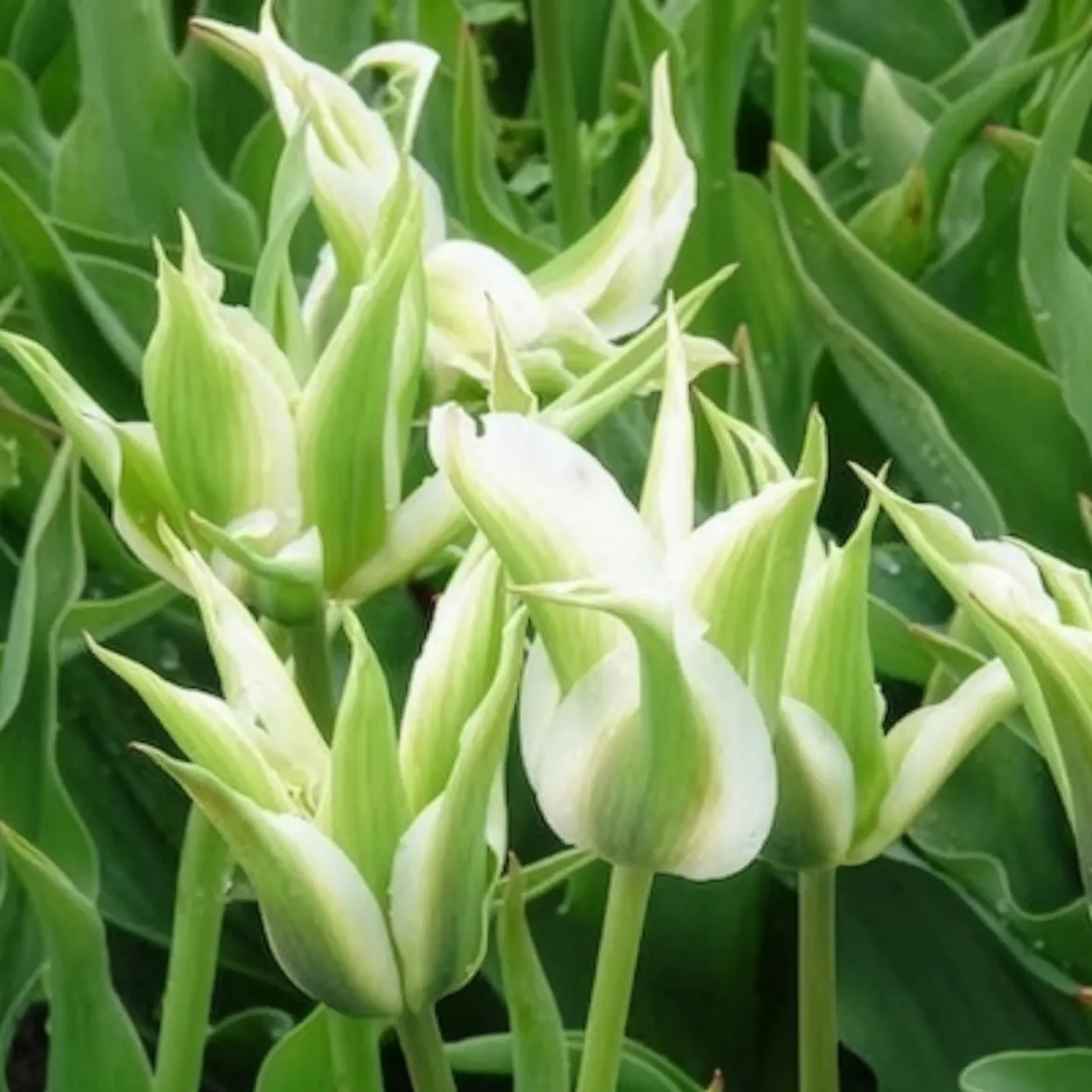 10 Tulipes à fleurs de lis Greenstar - Le vert qui change tout