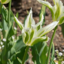 10 Tulipes à fleurs de lis Greenstar - Le vert qui change tout