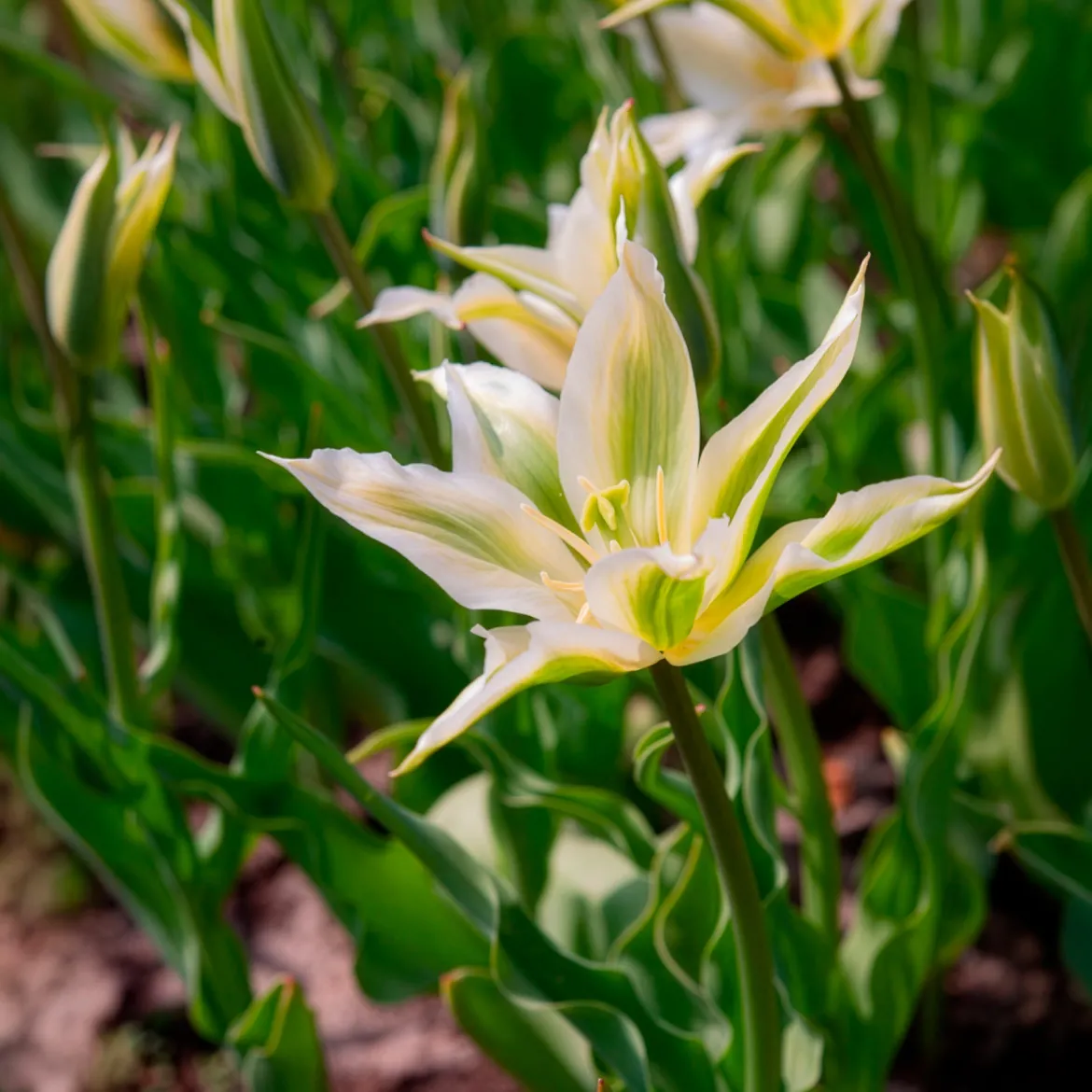 10 Tulipes à fleurs de lis Greenstar - Le vert qui change tout