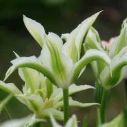 10 Tulipes à fleurs de lis Greenstar - Le vert qui change tout