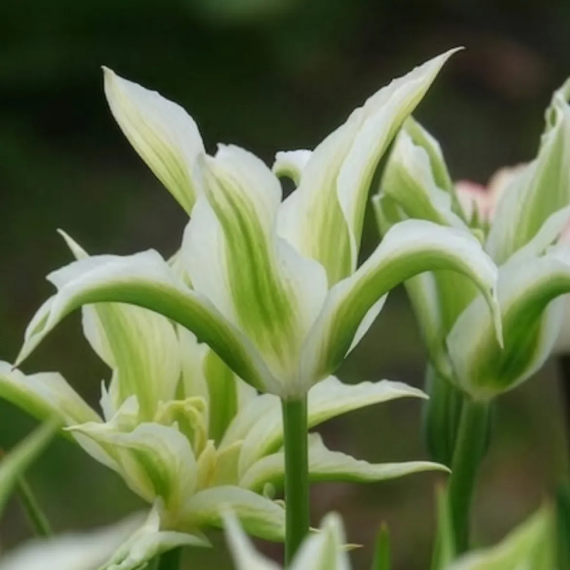 10 Tulipes à fleurs de lis Greenstar - Le vert qui change tout