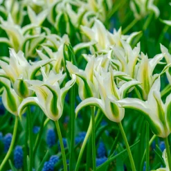10 Tulipes à fleurs de lis Greenstar - Le vert qui change tout