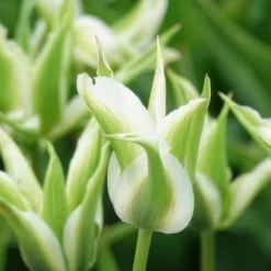 10 Tulipes à fleurs de lis Greenstar - Le vert qui change tout