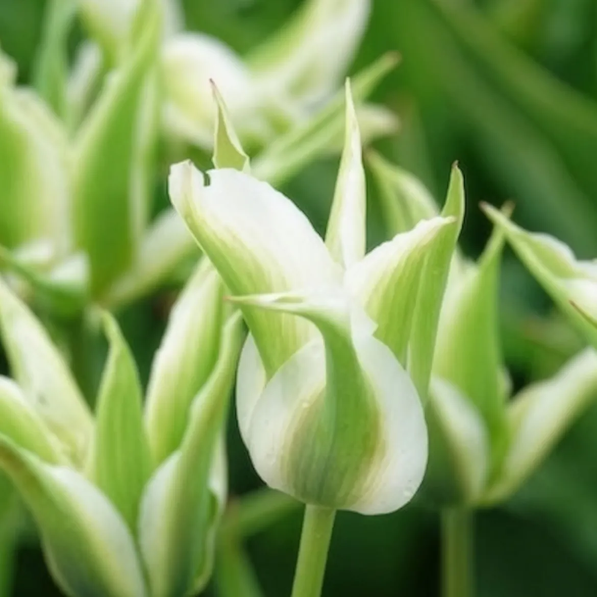10 Tulipes à fleurs de lis Greenstar - Le vert qui change tout