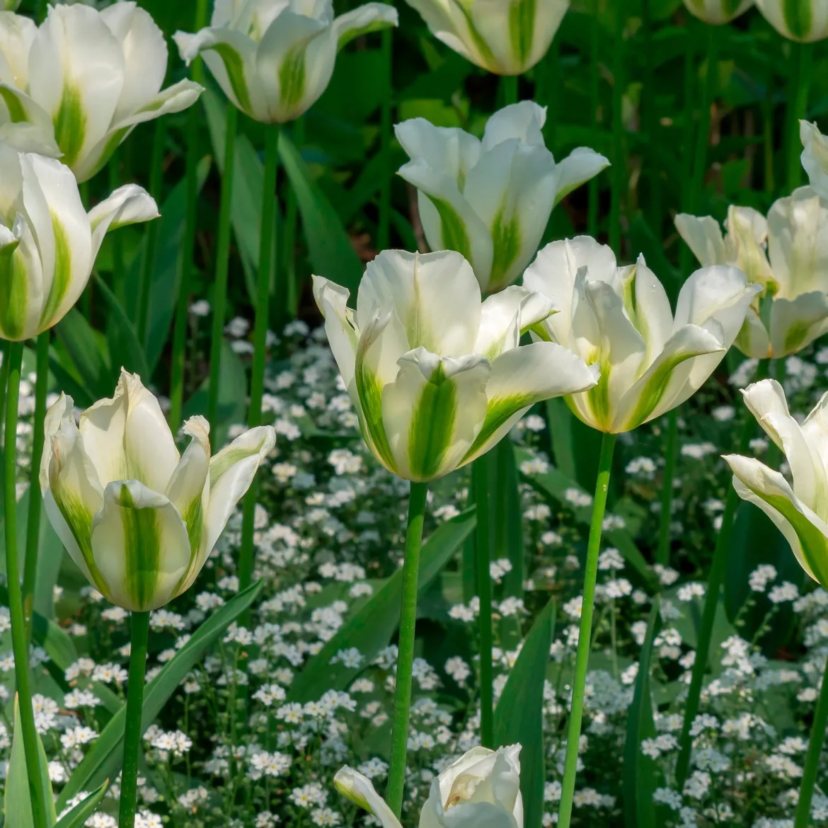10 Tulipes à fleurs de lis Greenstar - Le vert qui change tout