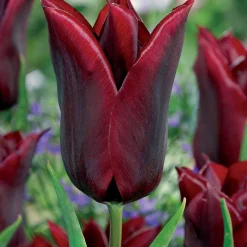 10 Tulipes à fleurs de lis Lasting Love - Des tulipes qui durent