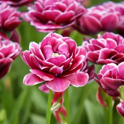 7 Tulipes à fleurs de pivoine Dream Touch - Des fleurs doubles façon pivoine