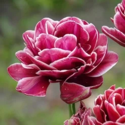 7 Tulipes à fleurs de pivoine Dream Touch - Des fleurs doubles façon pivoine