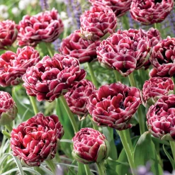 7 Tulipes à fleurs de pivoine Dream Touch - Des fleurs doubles façon pivoine