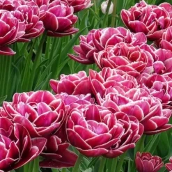 7 Tulipes à fleurs de pivoine Dream Touch - Des fleurs doubles façon pivoine