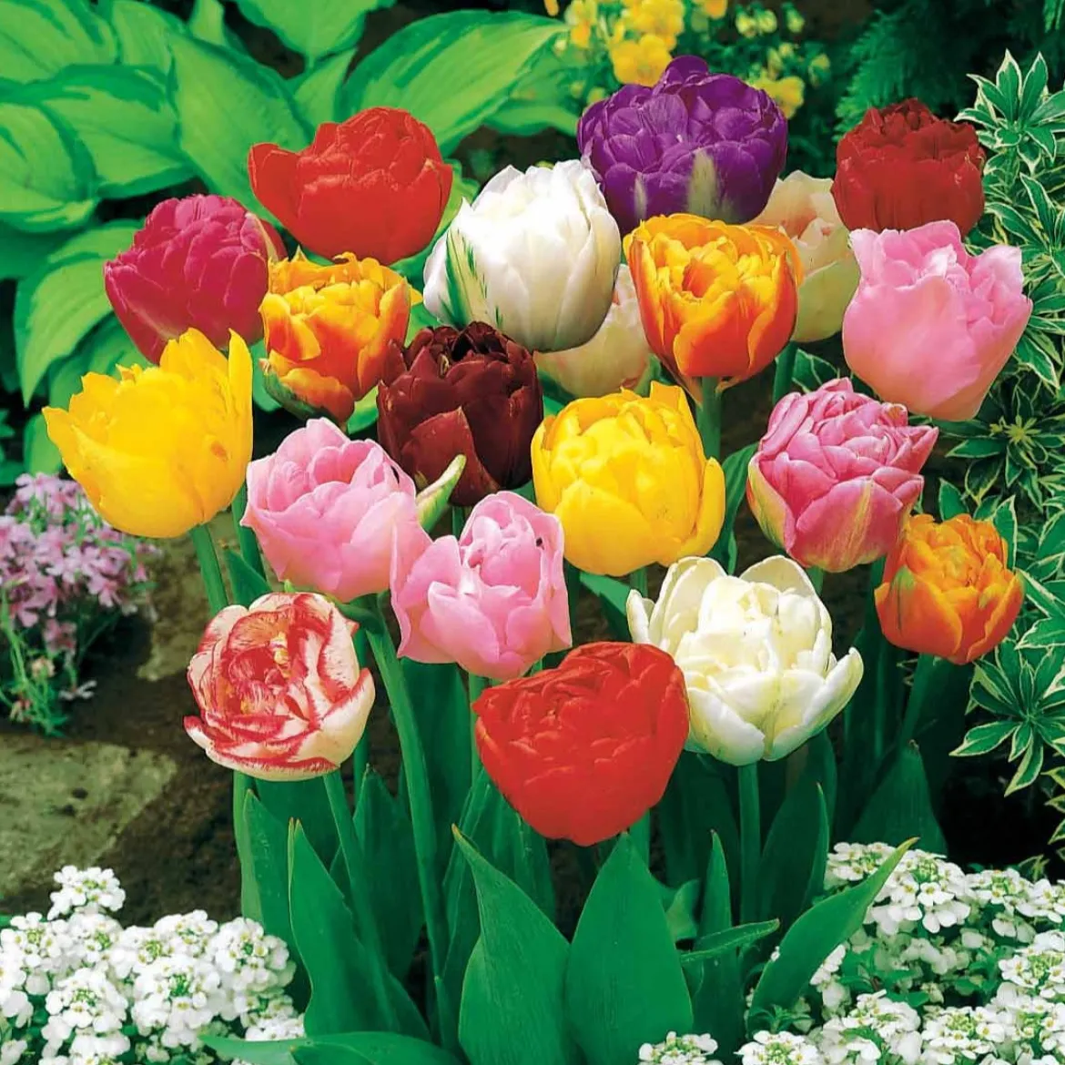 20 Tulipes à fleurs de pivoine en mélange - Des tulipes qui font le show