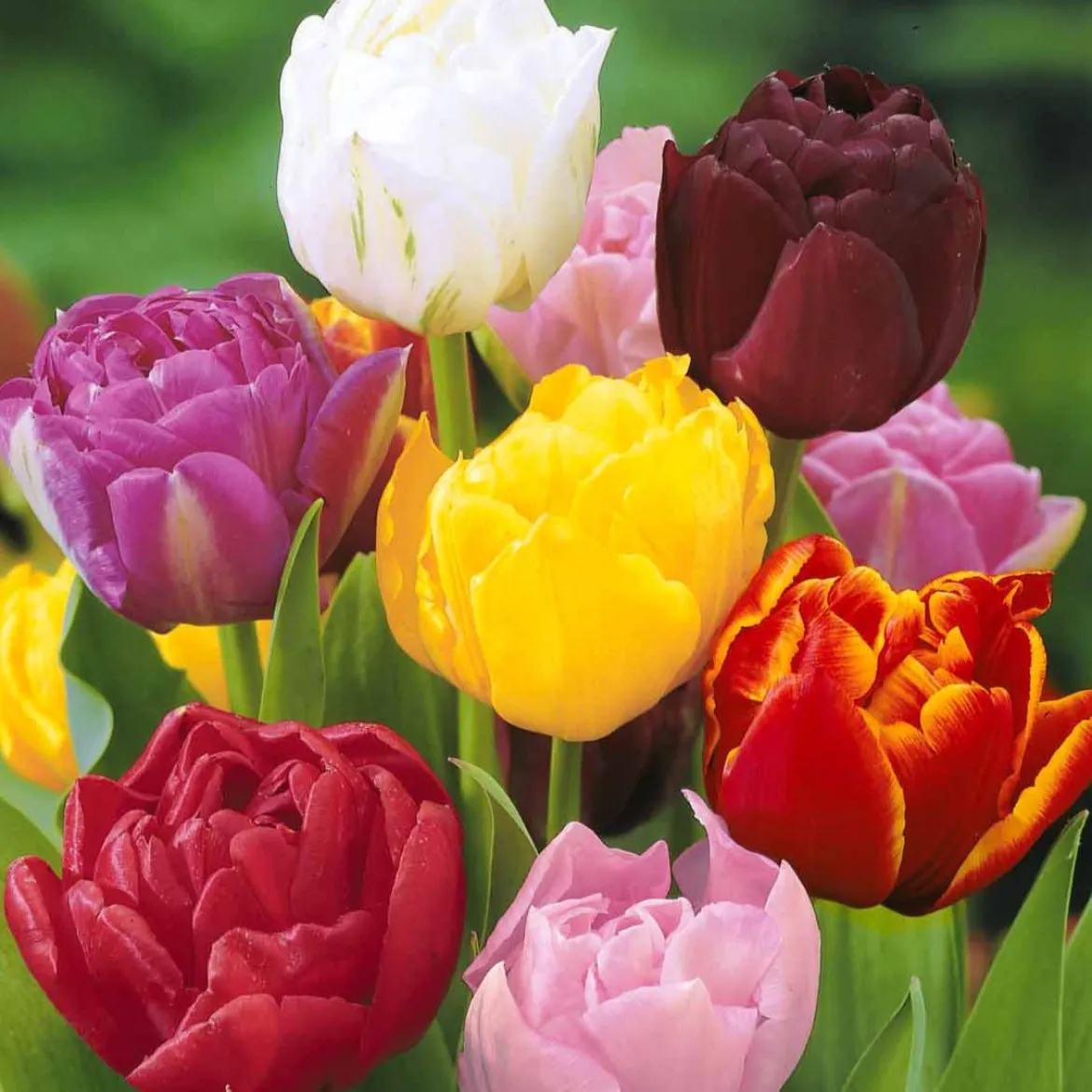 20 Tulipes à fleurs de pivoine en mélange - Des tulipes qui font le show