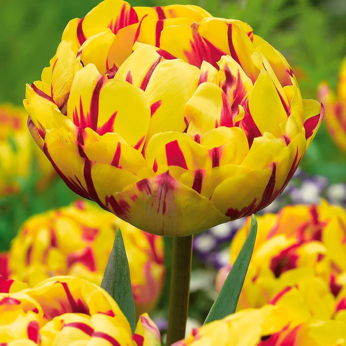 10 Tulipes à fleurs de pivoine Golden Nizza - Des bouquets dignes d'un fleuriste