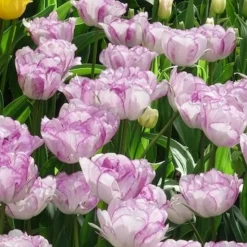 5 Tulipes à fleurs de pivoine Shirleydouble - Le luxe d'une pivoine en tulipe