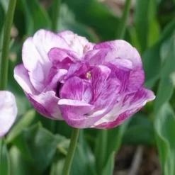 5 Tulipes à fleurs de pivoine Shirleydouble - Le luxe d'une pivoine en tulipe