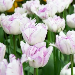 5 Tulipes à fleurs de pivoine Shirleydouble - Le luxe d'une pivoine en tulipe