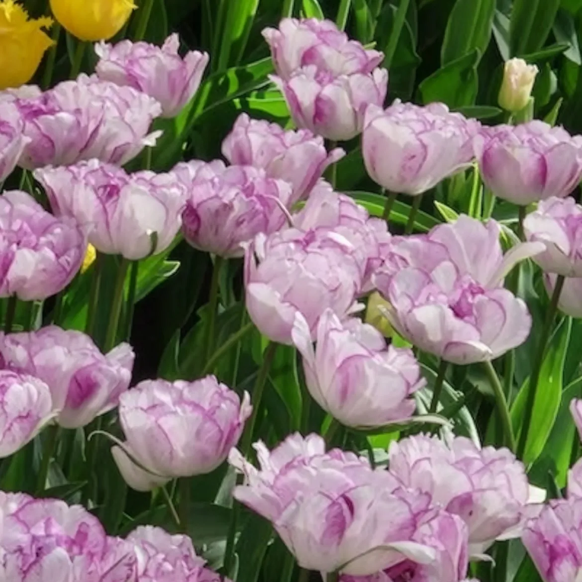 5 Tulipes à fleurs de pivoine Shirleydouble - Le luxe d'une pivoine en tulipe