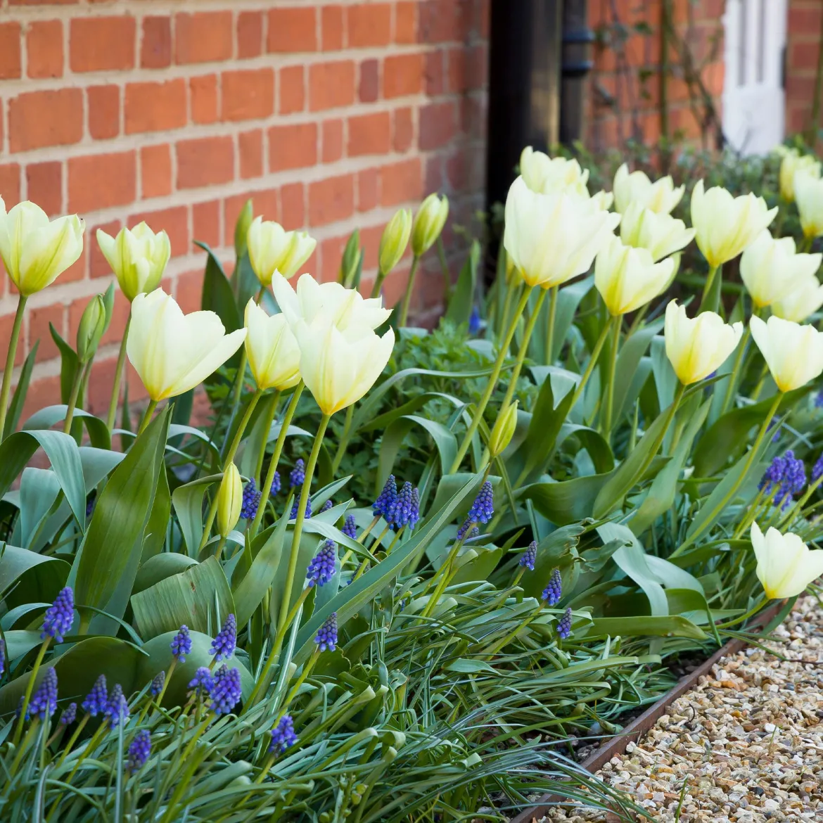 10 Tulipes Fosteriana Purissima - Le blanc pur du printemps