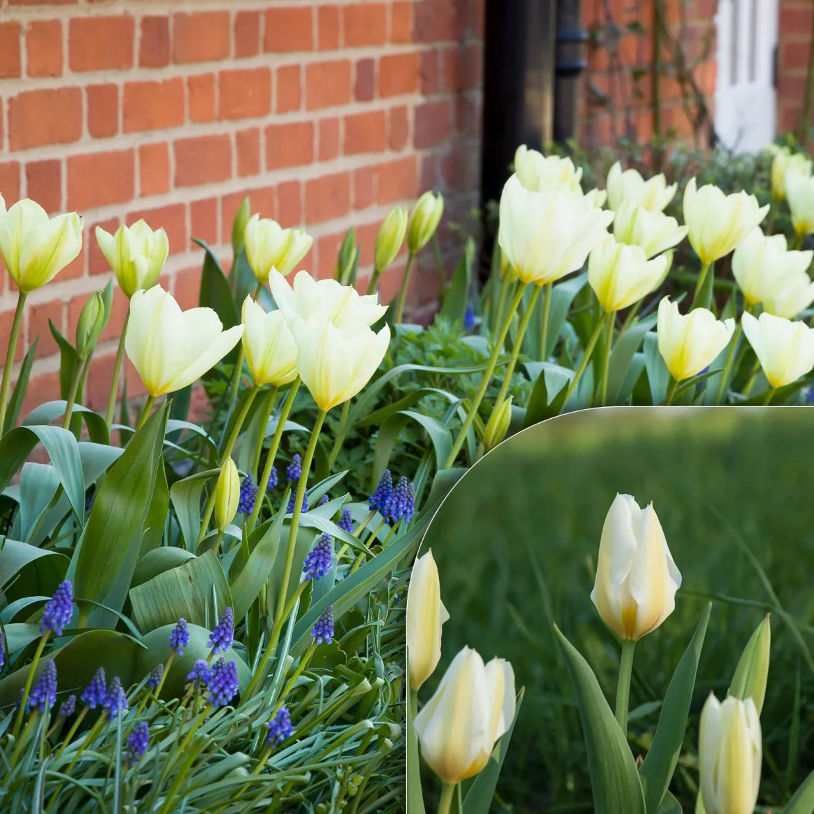 10 Tulipes Fosteriana Purissima - Le blanc pur du printemps