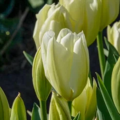 10 Tulipes Fosteriana Purissima - Le blanc pur du printemps