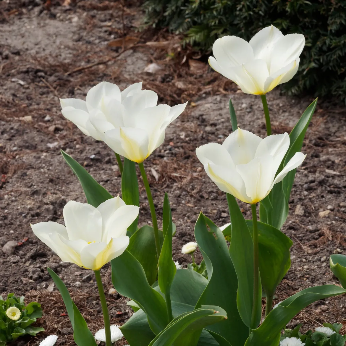 10 Tulipes Fosteriana Purissima - Le blanc pur du printemps