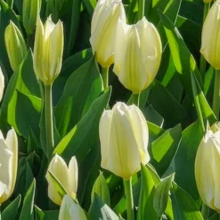 10 Tulipes Fosteriana Purissima - Le blanc pur du printemps