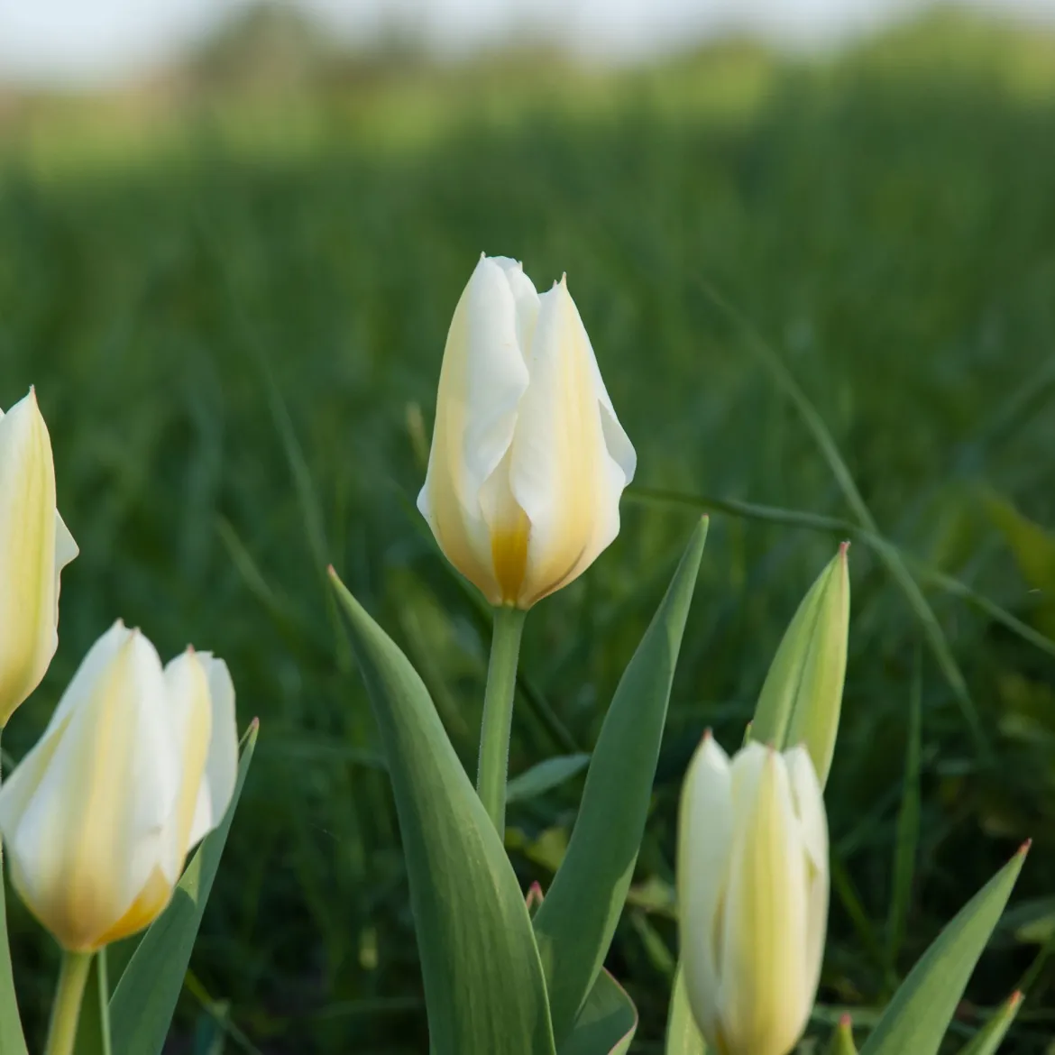 10 Tulipes Fosteriana Purissima - Le blanc pur du printemps