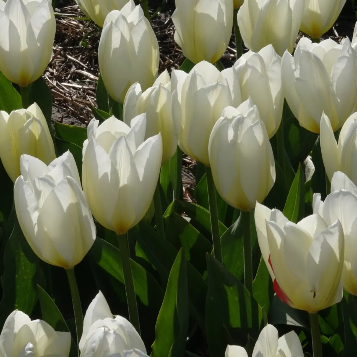 10 Tulipes Fosteriana Purissima - Le blanc pur du printemps