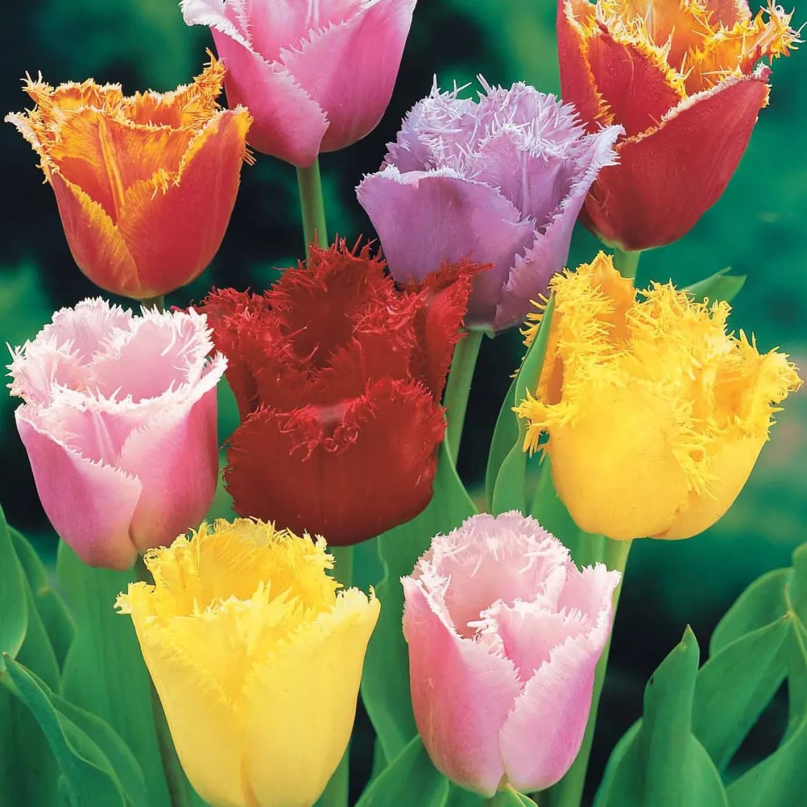 20 Tulipes frangées en mélange - Des fleurs dentelées uniques