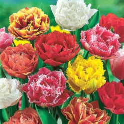 20 Tulipes frangées en mélange - Des fleurs dentelées uniques