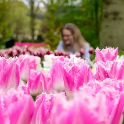 20 Tulipes frangées Huis ten Bosch - Des franges roses au jardin