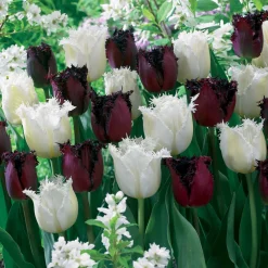 10 Tulipes frangées Pôle Nord et Labrador en mélange - Des pétales dentelés uniques