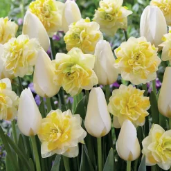 20 Tulipes Françoise et Narcisses Sweet Pomponette en mélange - Un printemps prêt à fleurir