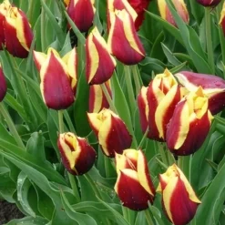 10 Tulipes Gavota - Le contraste qui claque