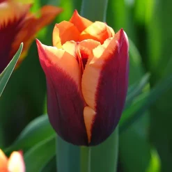 10 Tulipes Gavota - Le contraste qui claque