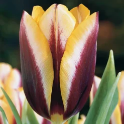 10 Tulipes Gavota - Le contraste qui claque