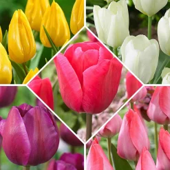 50 Tulipes Happy Garden en mélange - Un printemps haut en couleur