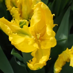 5 Tulipes 'Jan Van Nes Parrot' - Des tulipes qui font sensation