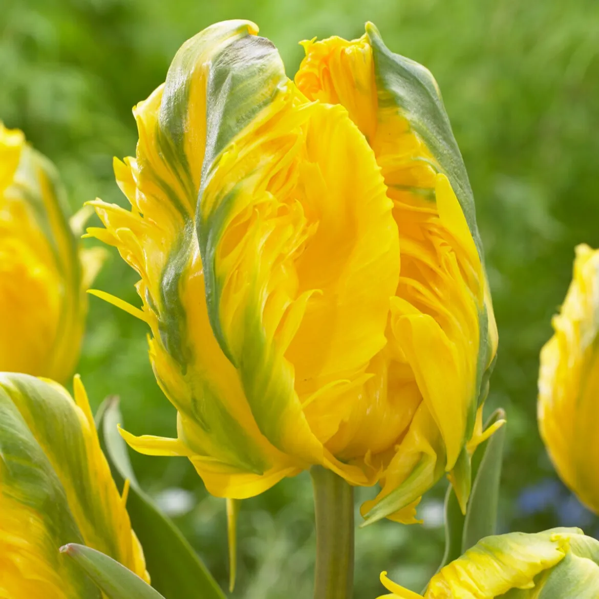 5 Tulipes 'Jan Van Nes Parrot' - Des tulipes qui font sensation
