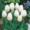 5 Tulipes longues tiges blanches - Des bouquets blancs faits maison