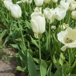 5 Tulipes longues tiges blanches - Des bouquets blancs faits maison
