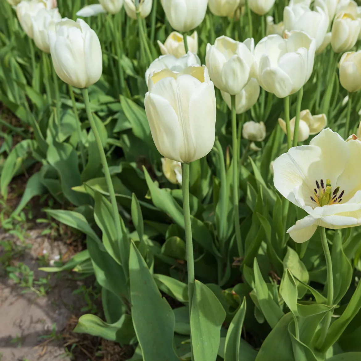 5 Tulipes longues tiges blanches - Des bouquets blancs faits maison