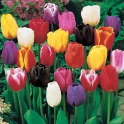 Tulipes à longues tiges en mélange - Des bouquets prêts au jardin
