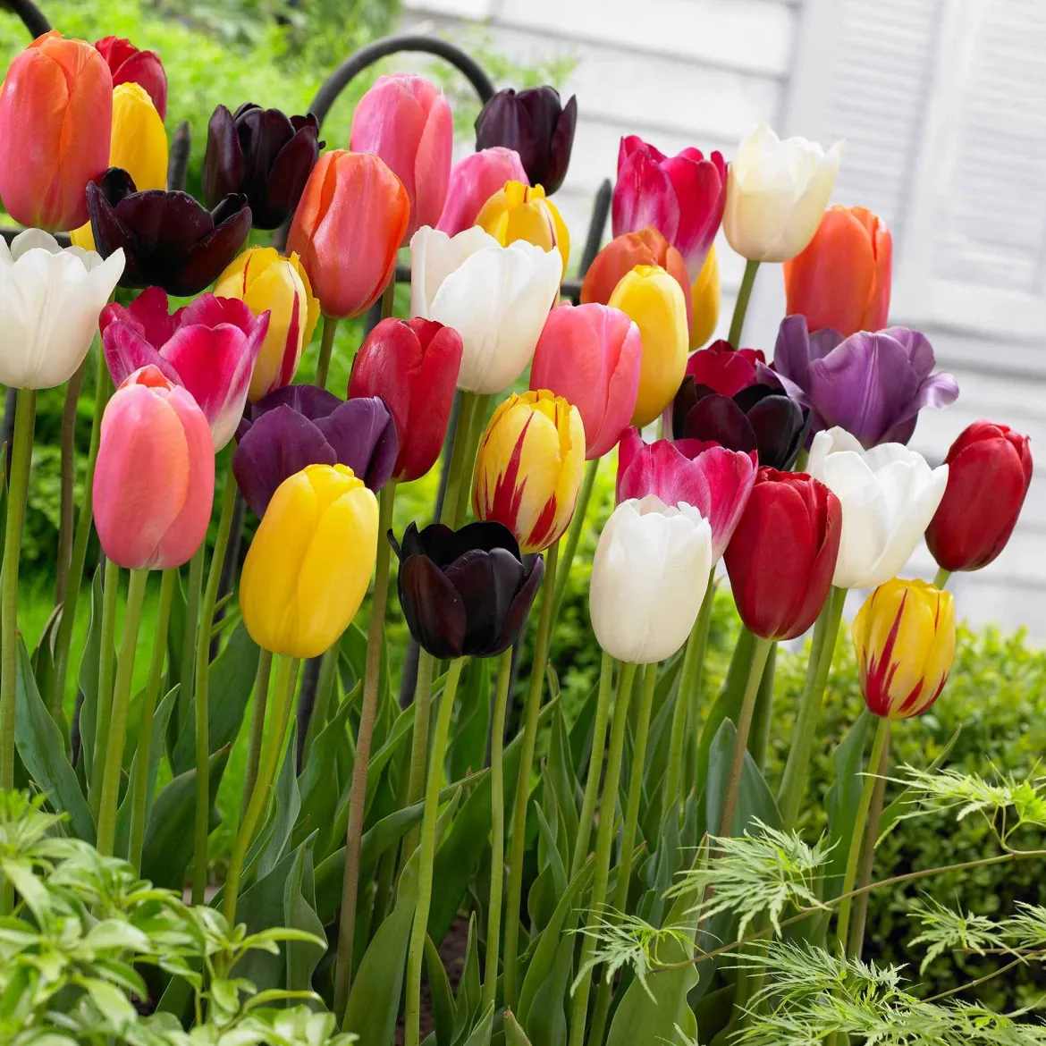 Tulipes à longues tiges en mélange - Des bouquets prêts au jardin