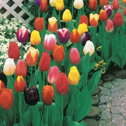 Tulipes à longues tiges en mélange - Des bouquets prêts au jardin