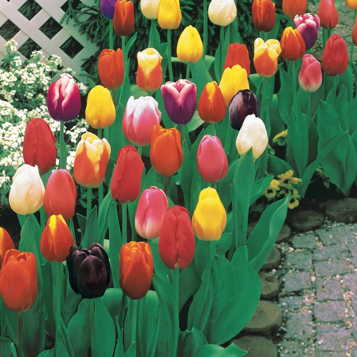 Tulipes à longues tiges en mélange - Des bouquets prêts au jardin